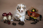 sitting Australian Shepherd Puppy