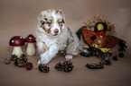 sitting Australian Shepherd Puppy