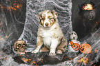 sitting Australian Shepherd Puppy