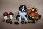 sitting Australian Shepherd Puppy