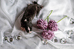 lying Australian Shepherd Puppy