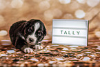 Australian Shepherd Puppy