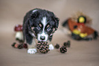 playing Australian Shepherd Puppy