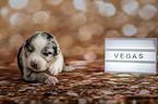 Australian Shepherd Puppy