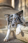 lying Australian Shepherd