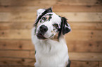Australian Shepherd Portrait