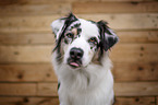 Australian Shepherd Portrait