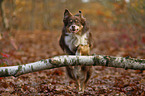 jumping Australian Shepherd