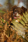 Australian Shepherd Portrait