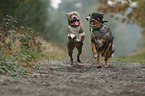 2 dogs