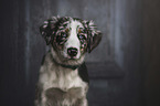 young Australian Shepherd