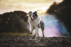 running Australian Shepherd