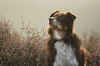 Australian Shepherd portrait