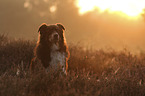 Australian Shepherd