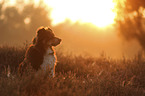 Australian Shepherd
