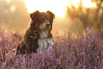 Australian Shepherd portrait