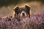 Australian Shepherd portrait