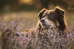 Australian Shepherd portrait