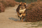 running Australian Shepherd