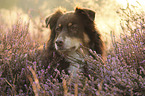 Australian Shepherd portrait