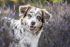 Australian Shepherd Portrait