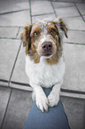 begging Australian Shepherd