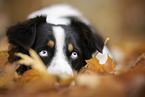 lying Australian Shepherd