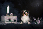 lying Australian Shepherd