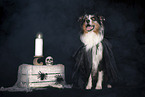 sitting Australian Shepherd