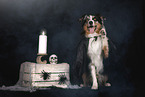 sitting Australian Shepherd