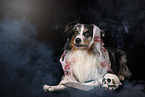 lying Australian Shepherd