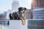 lying Australian Shepherd