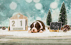 Australian Shepherd Puppy