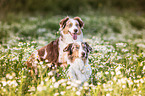 2 Australian Shepherds