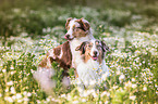 2 Australian Shepherds