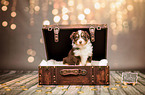 Australian Shepherd Puppy