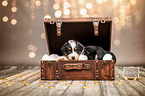 Australian Shepherd Puppy