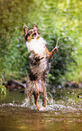 jumping Australian Shepherd