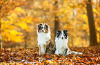2 Australian Shepherd
