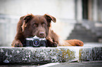 lying Australian Shepherd