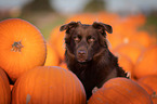 Australian Shepherd Portrait