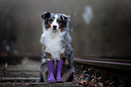 Australian Shepherd