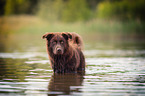 bathing Australian Shepherd