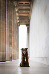 sitting Australian Shepherd
