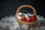 Australian Shepherd Puppy