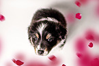 Australian Shepherd Puppy
