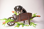 Australian Shepherd Puppy