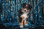 Australian Shepherd Puppy