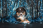 Australian Shepherd Puppy
