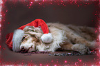lying Australian Shepherd